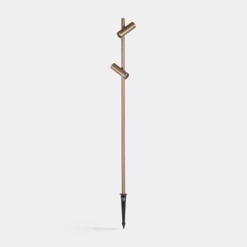 Juncus 2 heads