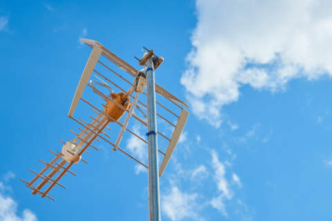   Abierto el plazo de ayudas para la “REANTENIZACIÓN”