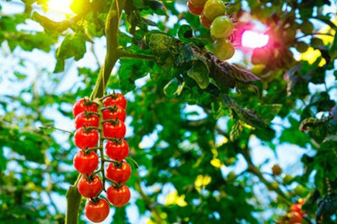 El sistema de control GrowWise y la iluminación regulable de Signify permite reducir los costes de energía de los cultivos